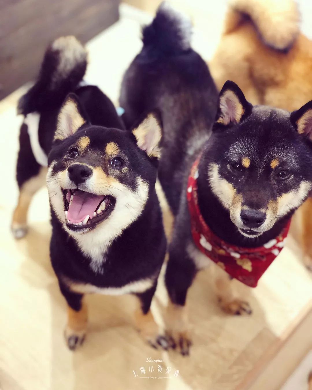 2019宠物排名,2022宠物排行榜