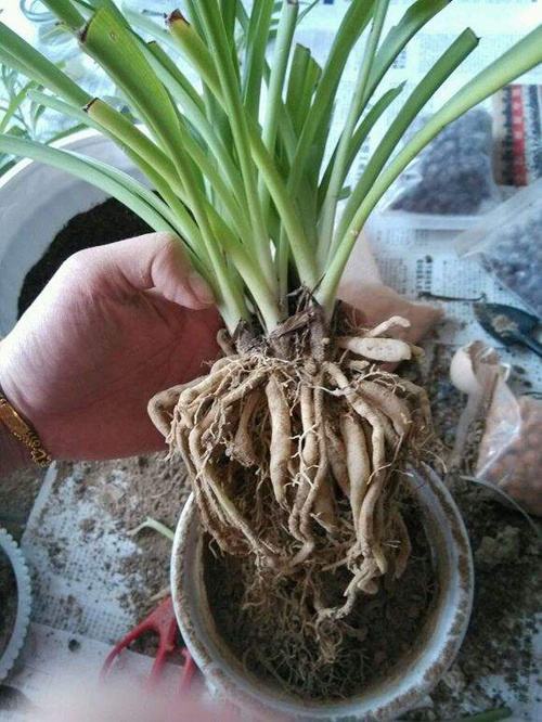 吊兰黄叶,吊兰黄叶怎么办用什么方法