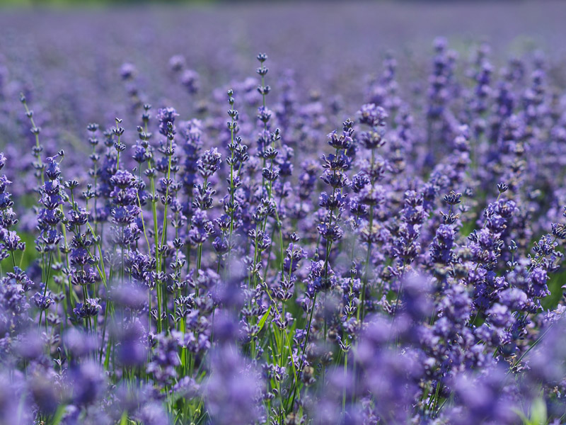 神秘墓地图片,神秘的陵墓图片