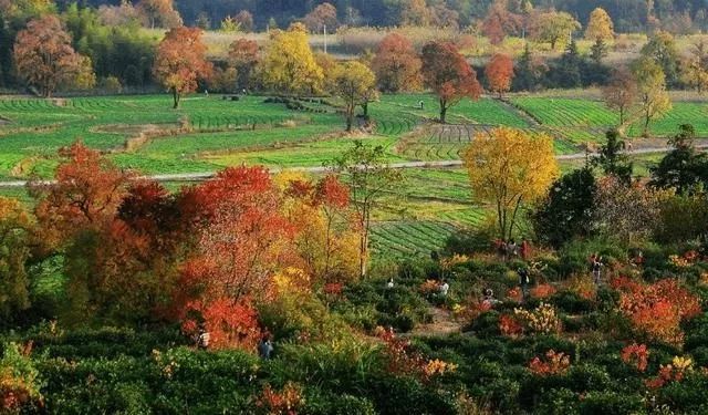 养心养肺之旅,静心养肺养心