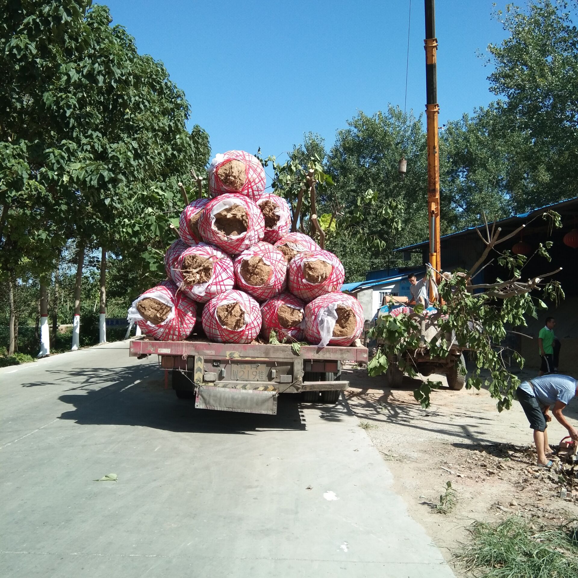 农村小伙想挣10万月薪误入传销组织，开窍后回村种楸树，活成啥样