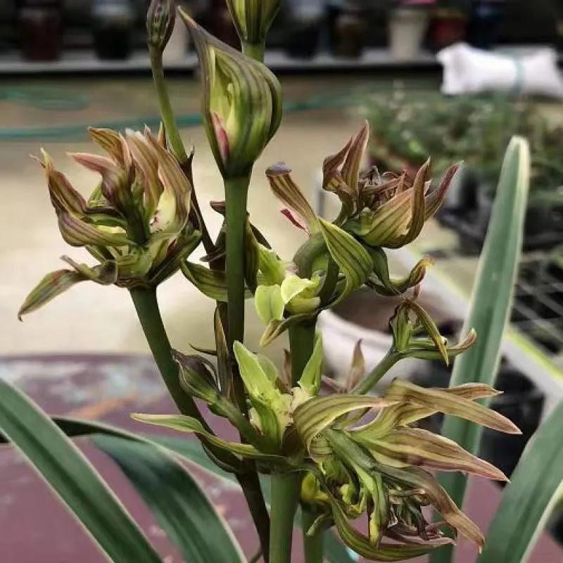 墨兰的五种奇花介绍,金边墨兰带花苞精品