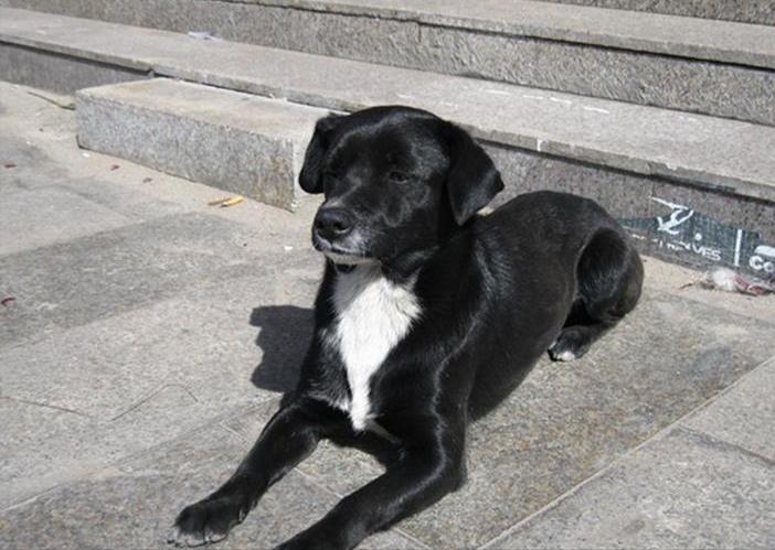 这六种狗旺财又旺家,这几种狗越养越值钱