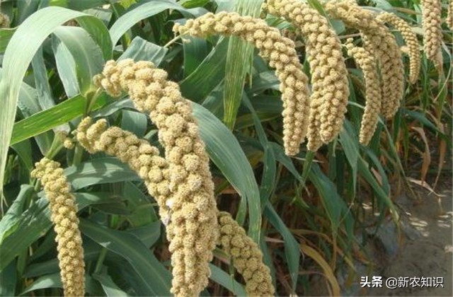 谷子种植技术要点，种植高手告诉你诀窍！建议收藏！