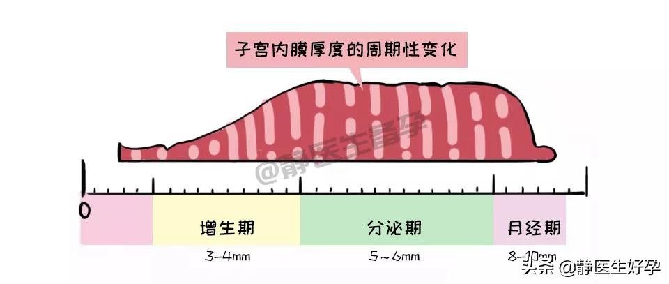 静医生备孕是真的还是假的,内膜薄备孕前调理还是备孕后
