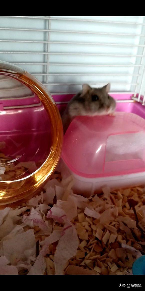 仓鼠怀孕后的注意事项,仓鼠生育注意什么事项图片