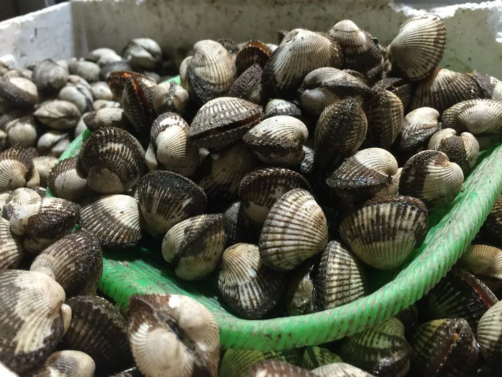 蛤蜊蚶子蛏子区别,蛏子海螺牡蛎蛤蜊