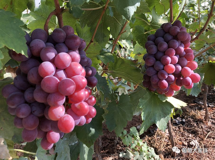 葡萄地种菜不长,葡萄地不储水