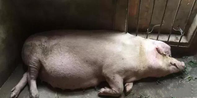 母猪产后不吃体温正常怎么回事,母猪产后体温正常不吃怎么办