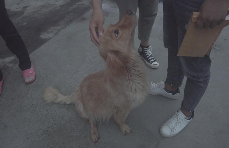 四川救狗狗后续,四川洪水狗狗救自己孩子后续