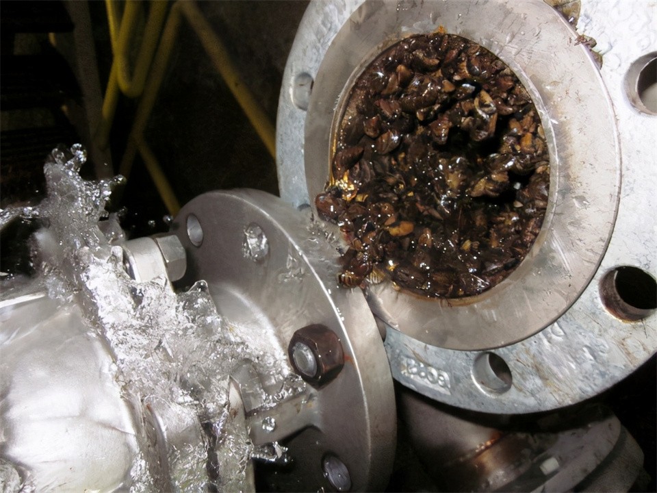 7次逼停核电站,每年花5亿美元治理,小小的贻贝如何坑惨美国?