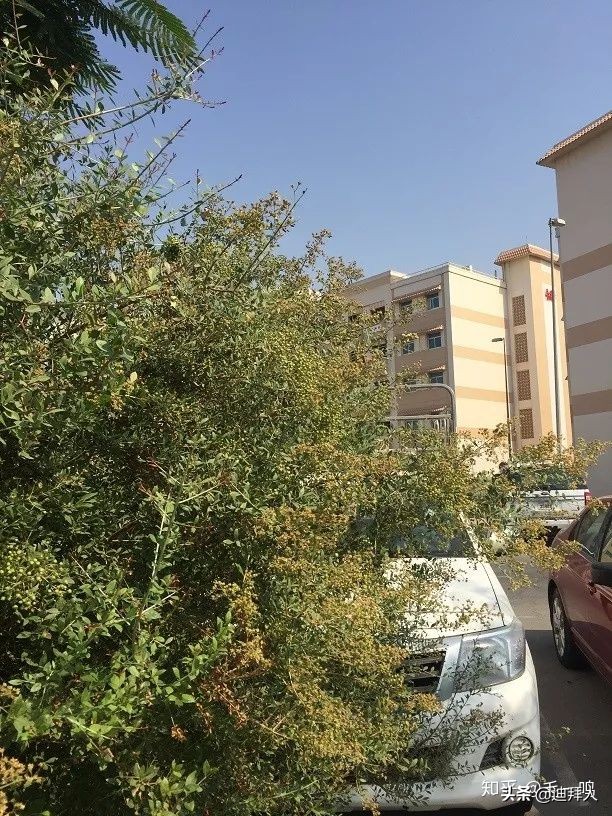 迪拜种一棵树,迪拜养一棵树成本