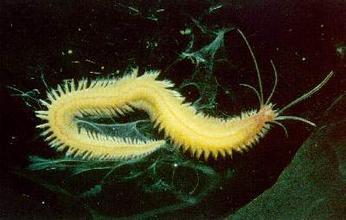 沙蚕为什么被称为万能钓饵,钓鱼用的沙蚕怎么养殖