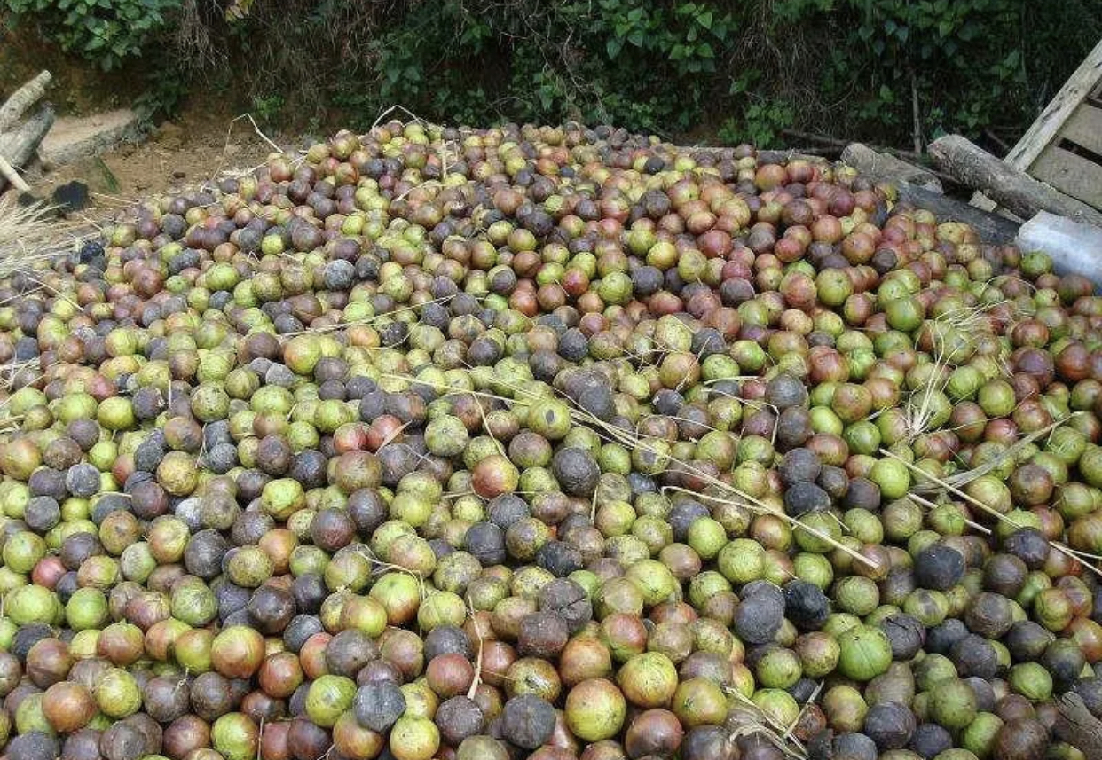 农村这种野货一斤能卖4000元,农村一种野草12一斤成稀罕货