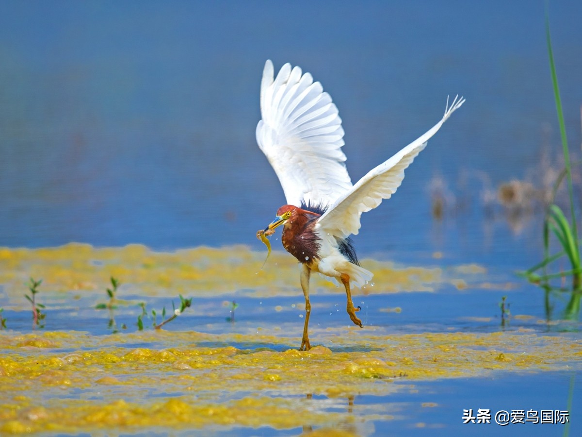 观鸟大年,观鸟大年免费