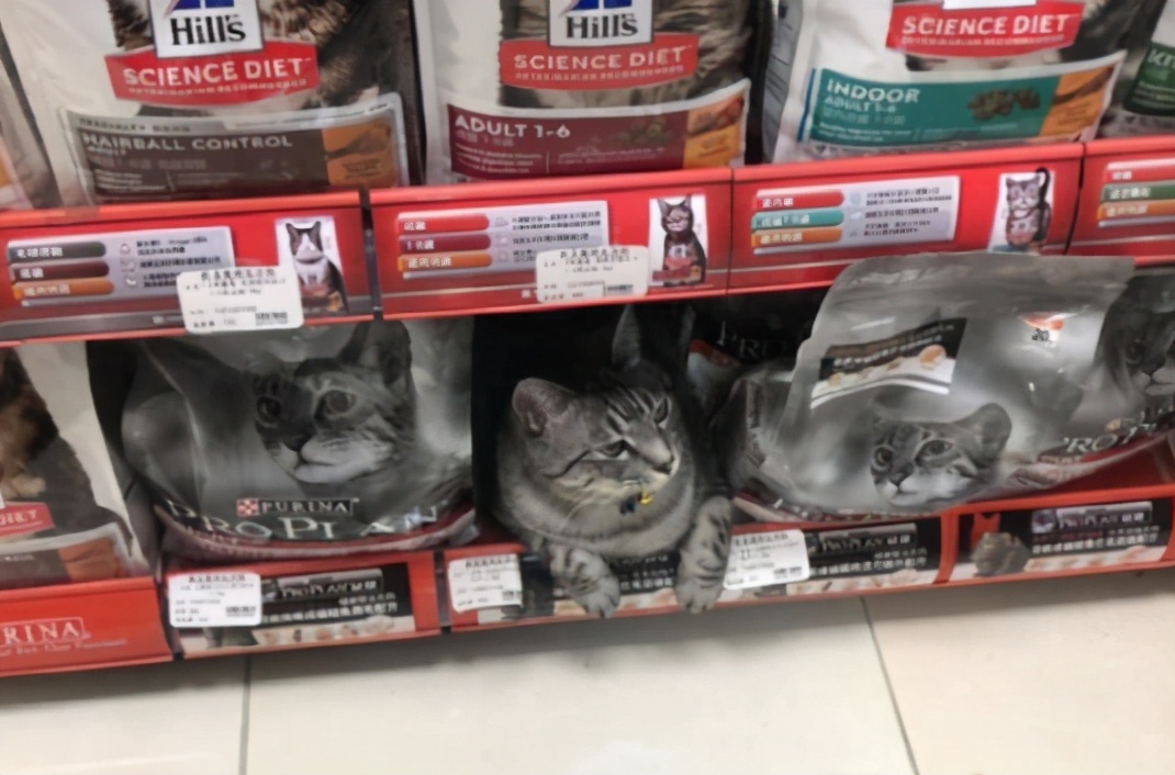 全网都以为复旦大学的猫被偷了，几天后…气得想骂猫