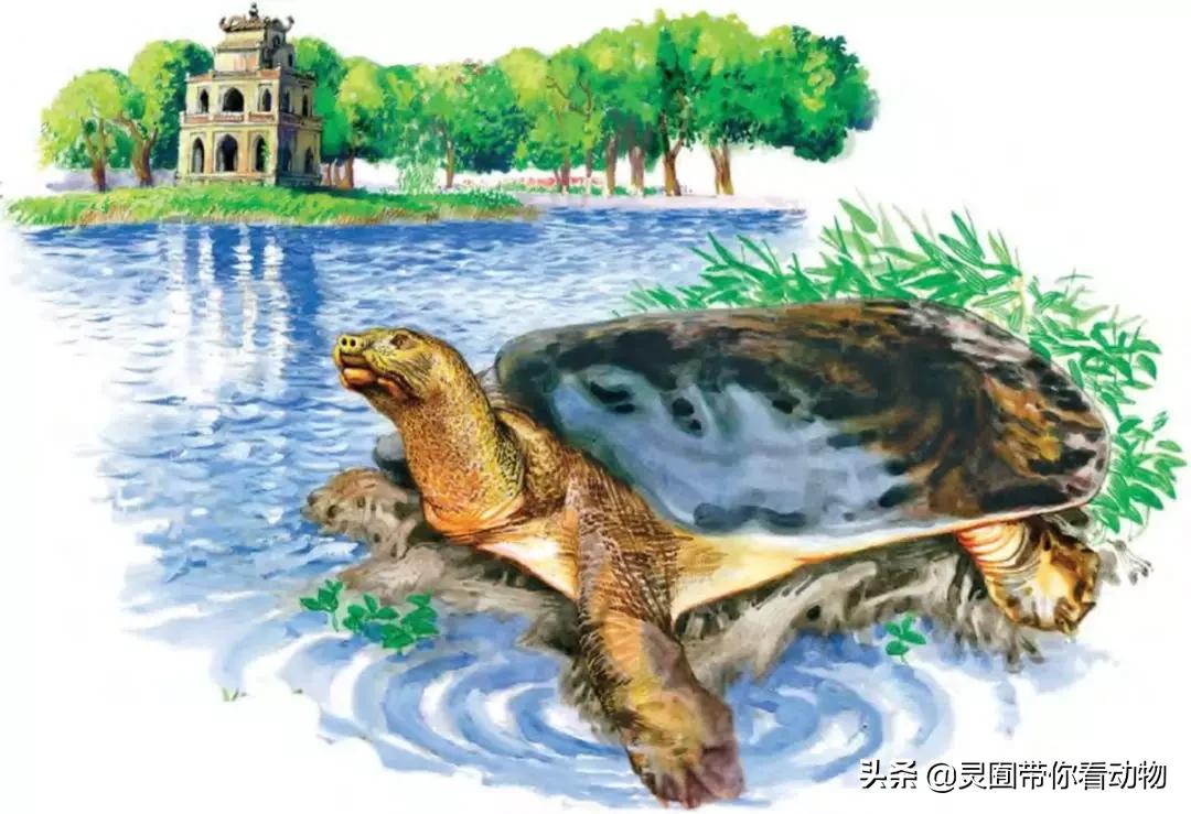 斑鳖即将灭绝人工克隆,全球仅剩3只斑鳖