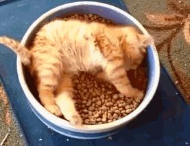 猫咪呕吐的原因及处理方法图解,猫咪呕吐没消化的猫粮如何处理