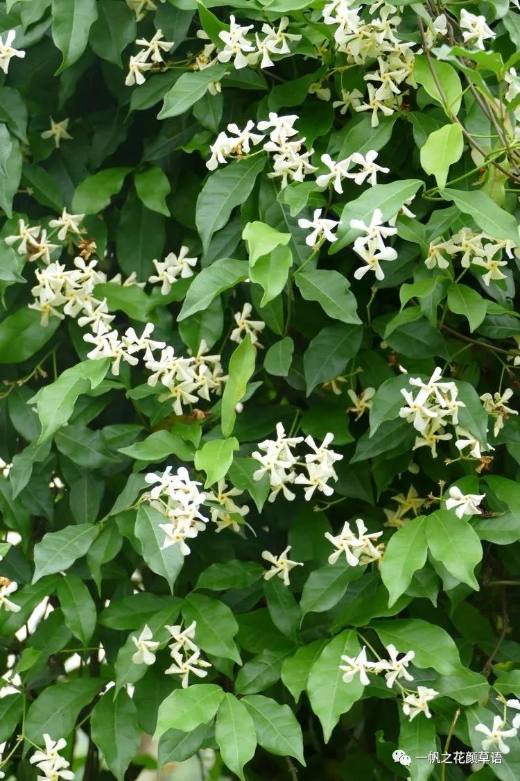 络石(Trachelospermumjasminoides)