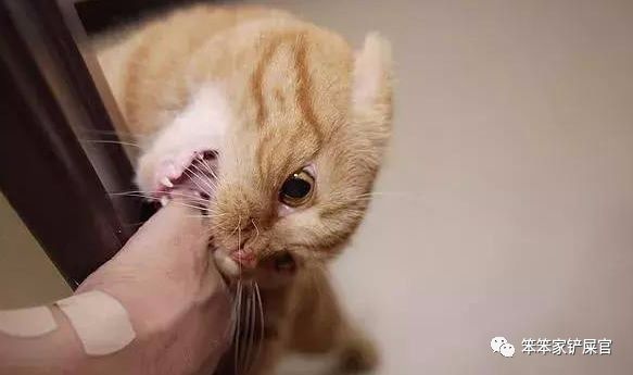 猫咪为什么半夜好像还会攻击主人,猫咪老是攻击人而且还不让摸