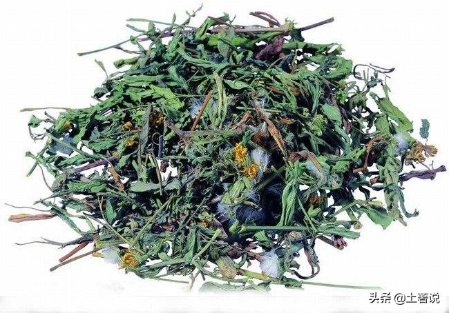 野菜蒲公英图片及识别方法,蒲公英野菜大全配图片和名字