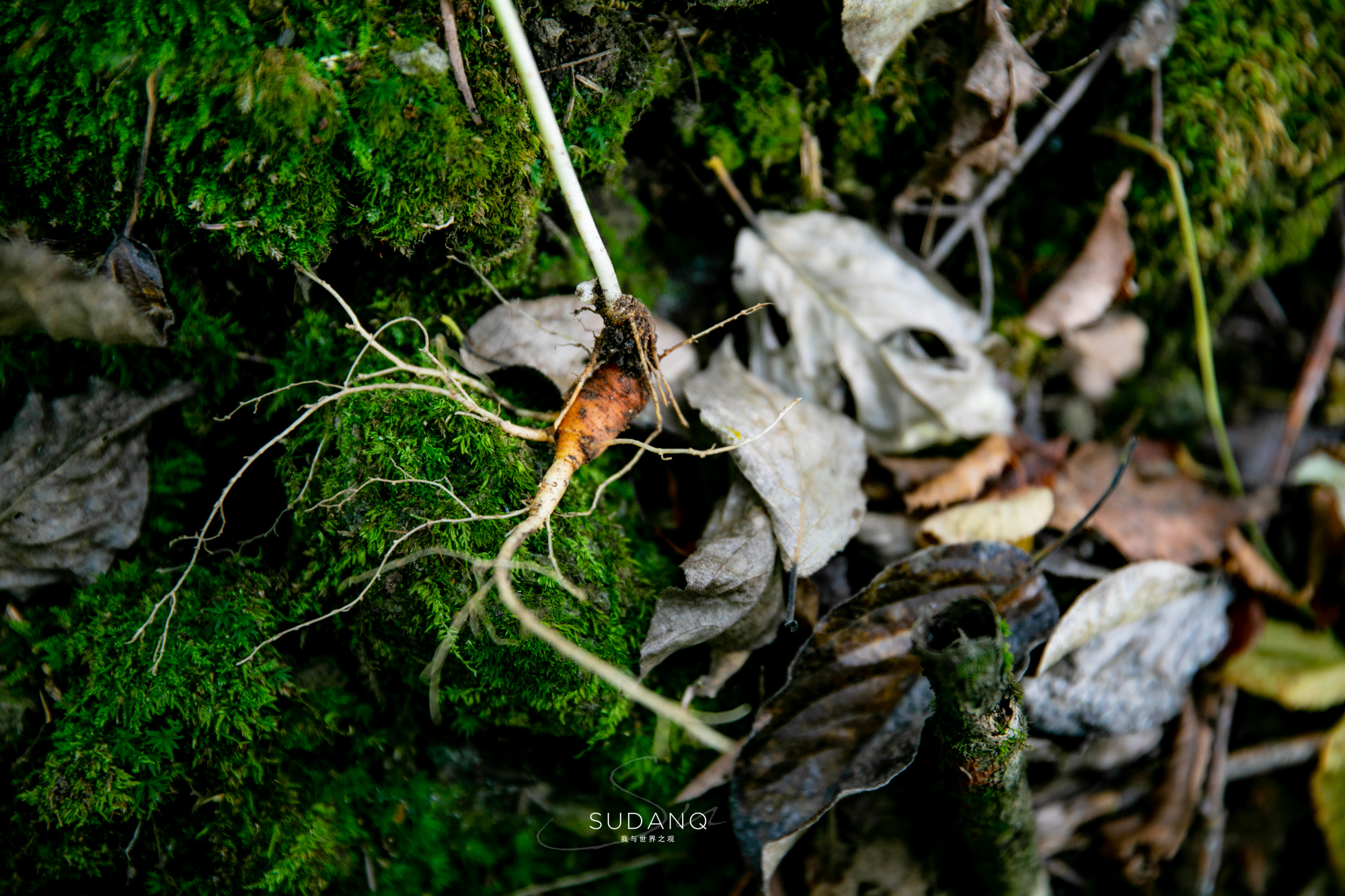 长白山百年野生人参为什么贵,长白山人参最好在哪里