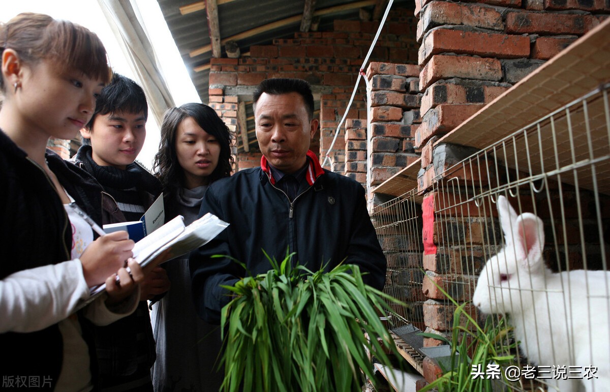 养100只母兔一年的利润,养兔200种兔一年能赚多少钱