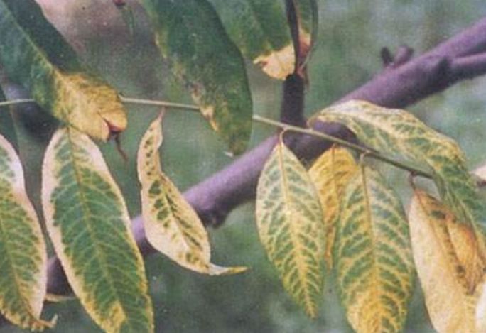 花草生病别着急，拿厨房“2种东西”来帮忙，就能治好一大片