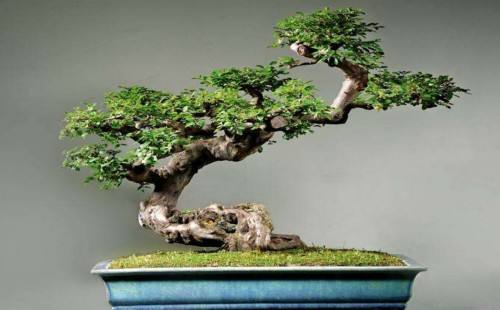 雀梅枯萎了如何补救,雀梅失枝是什么原因引起的