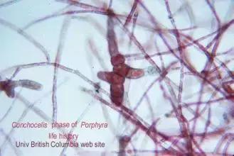 海苔和紫菜，到底是不是一种东西？