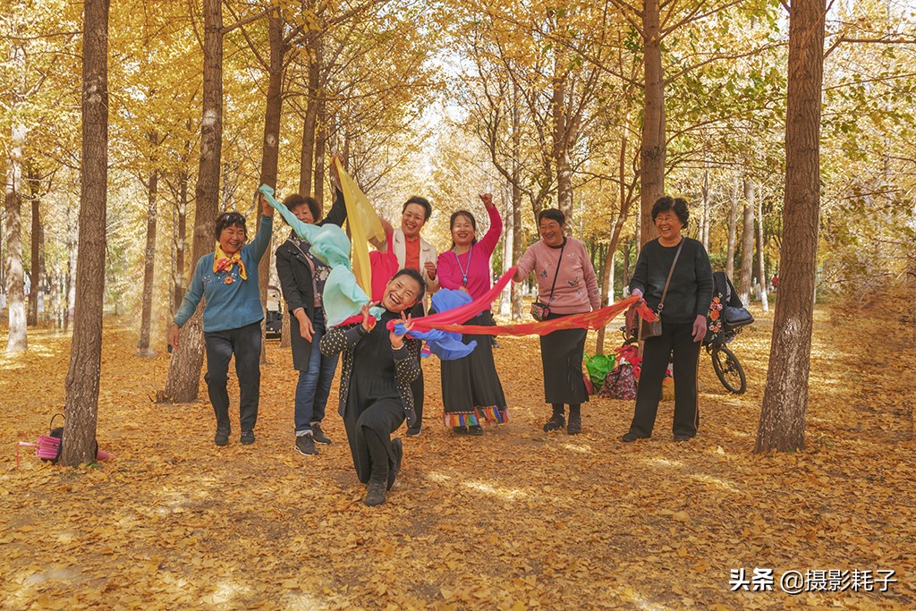 北京看银杏树林最好的地方,丰台区银杏林地址