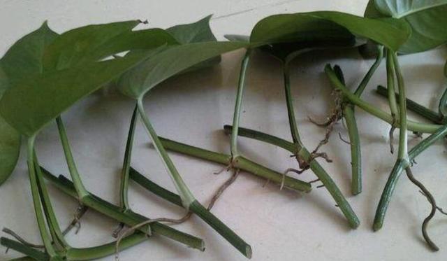 绿萝净化养殖方法有哪些,懒人吸水绿萝栽培方法