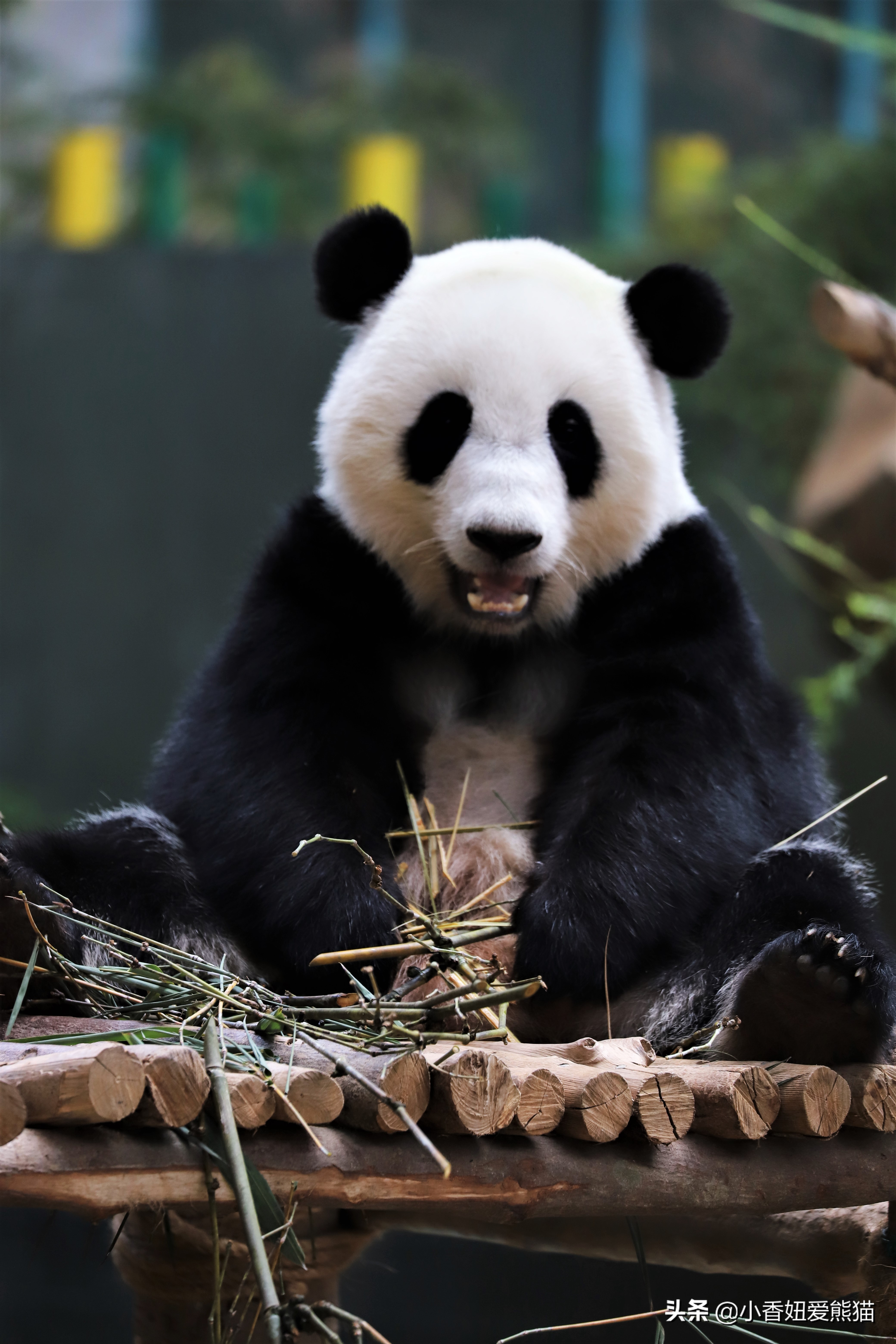 熊猫谊谊出生,马来西亚熊猫谊谊视频