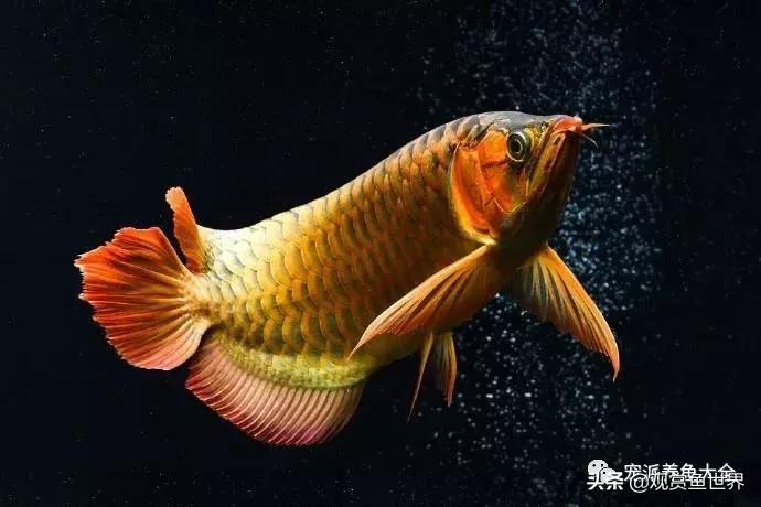 寓意好的热带观赏鱼,比较有寓意的观赏鱼