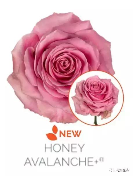 中国玫瑰大家族——雪山玫瑰详解（二）