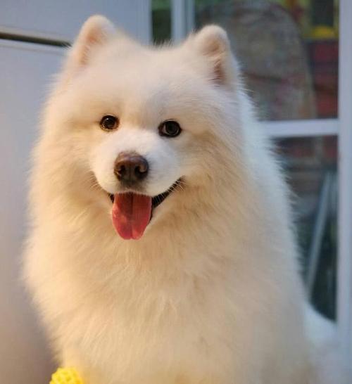 经济条件不好可以养金毛吗,如果经济不允许阿拉斯加犬吃什么