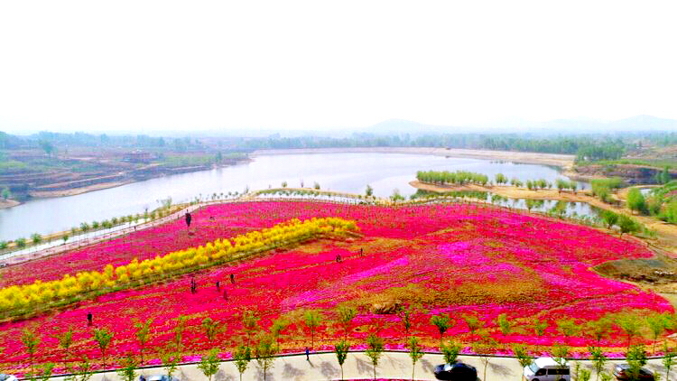河北芝樱丛生福禄考种植基地,上海芝樱丛生福禄考报价