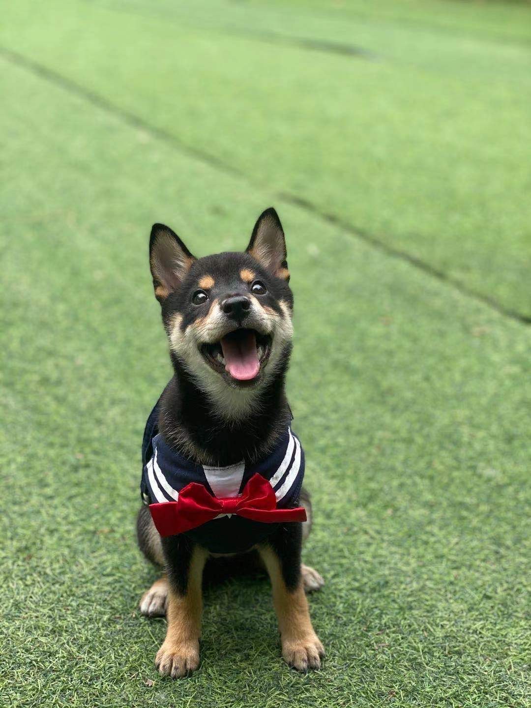 柴犬在哪里买最合适,柴犬大约价格在多少钱