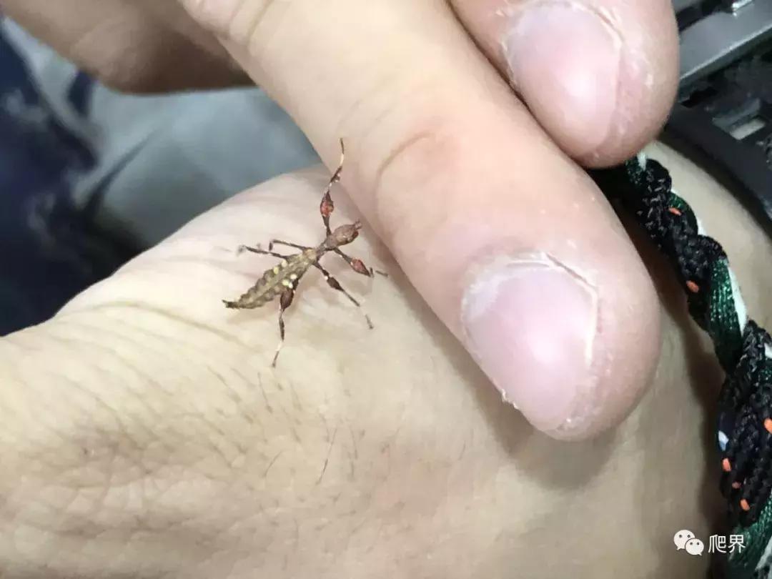 湛江爬宠店,深圳爬宠店在哪里