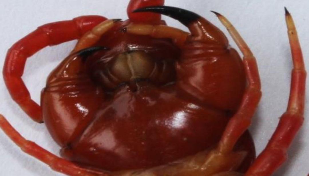 在南方大蜈蚣面前,南方大蟑螂简直不堪一提