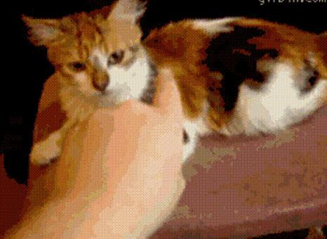 铲屎官被猫咬伤需要打针吗,被宠物猫抓伤轻微破皮需要打针吗