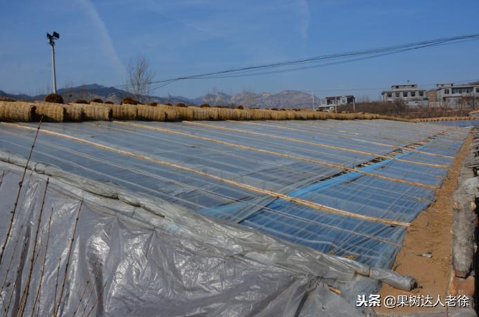 大棚桃树花期可以抹芽,大棚桃种植前景