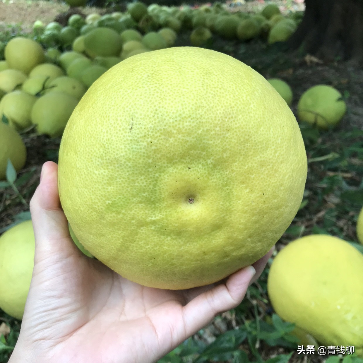 梅州柚子管理技术,梅州柚种植技术视频