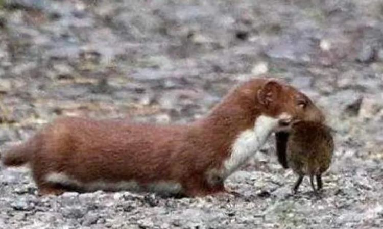 为什么迷信说不能杀黄鼠狼,为什么老人常说黄鼠狼杀不得