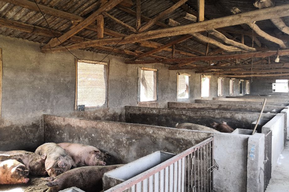 猪场氨气大有什么影响,猪场氨气该怎么解决