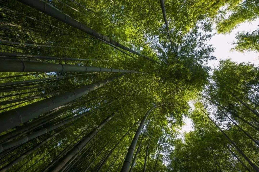 茶园和竹海生在一起会是什么样的美景？重庆永川茶山竹海给你答案