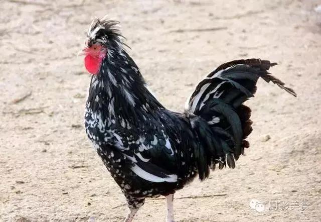 全世界的鸡都在这了，有你认识的吗？