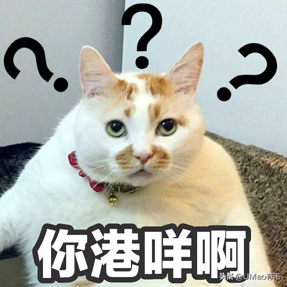 猫感冒会传染其他猫吗,猫感冒了有哪几种表现
