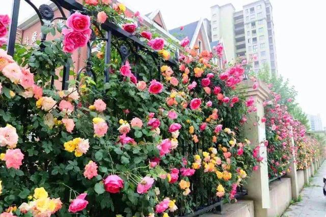 藤本月季不搭架可以爬墙吗,藤本月季放楼顶往下爬墙可以吗