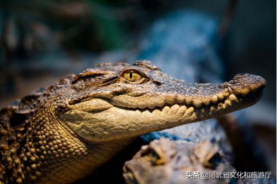 海洋公园特价35元起,快来唤醒来自世界各地的海洋居民吧!